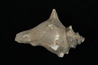 藏品(角香螺)的圖片